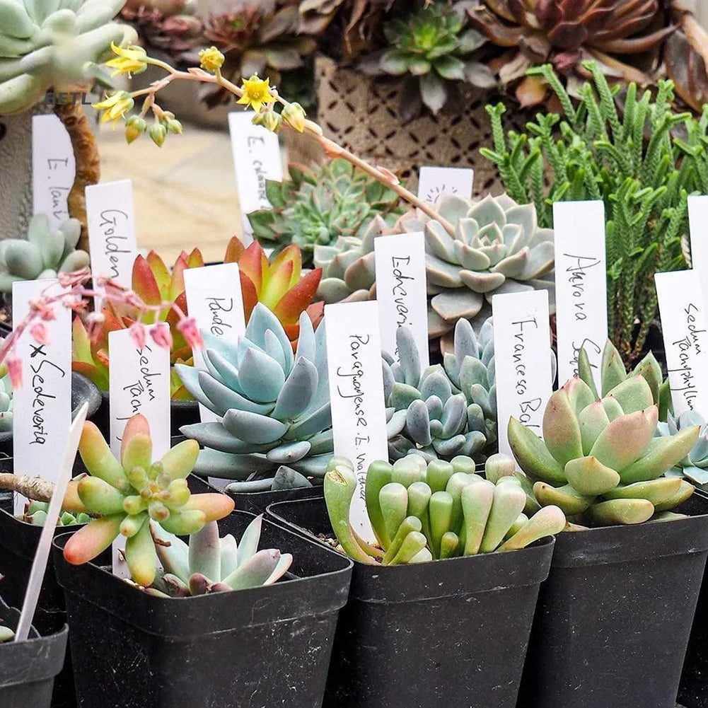 Plant Labels