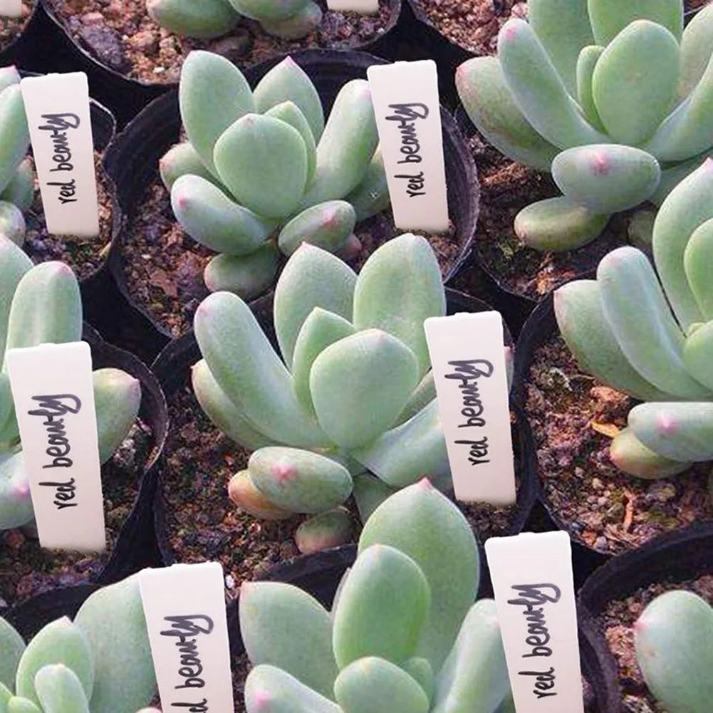 Plant Labels